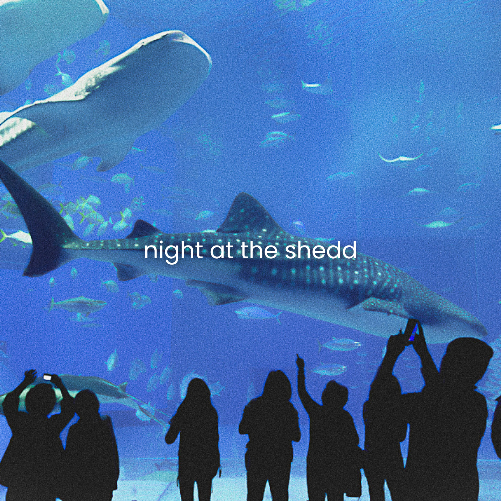 night at the shedd